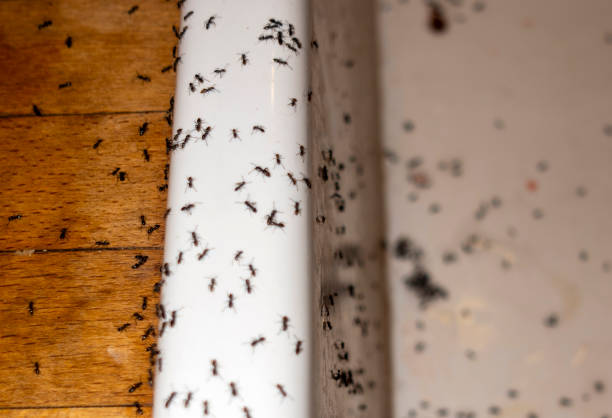 Best Mosquito Control Services  in Lake Katrine, NY